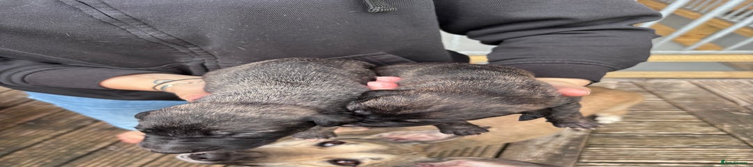 Lurcher Puppy 3