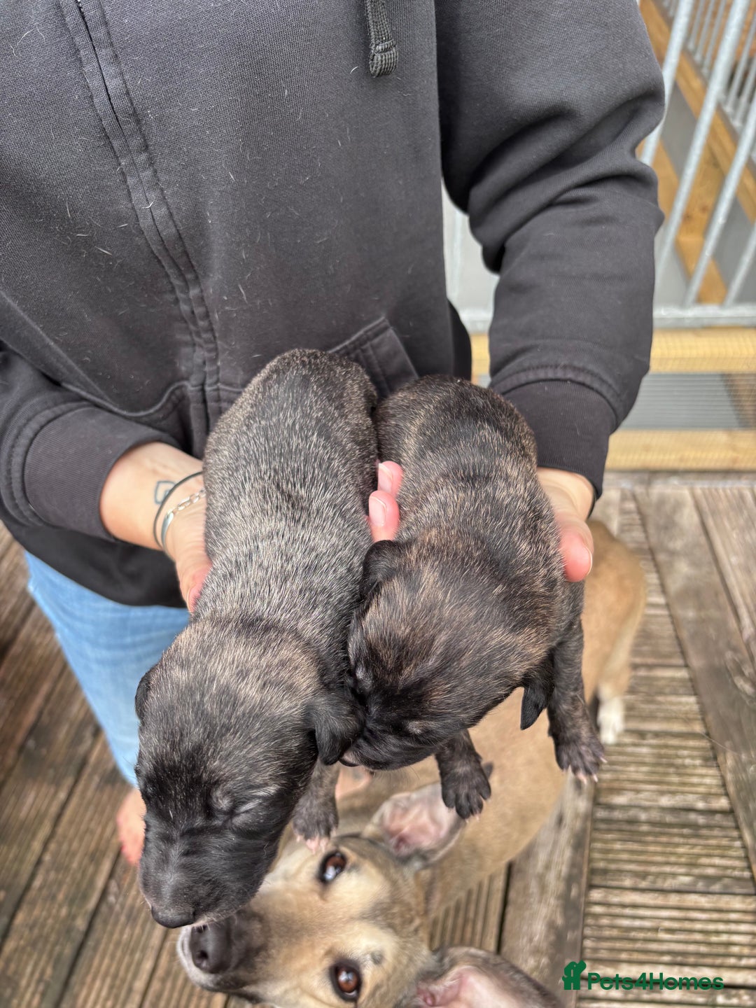 Lurcher dogs for sale: Whippet/greyhound/bull X greyhound/whippet/collieX - Image 5