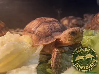 Tortoise reptiles Baby Sulcata Tortoises & Set ups - Advert 2