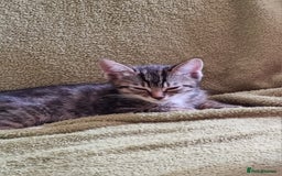 Mixed Breed cats for sale: Six beautiful short-haired tabby kittens. - Image 2