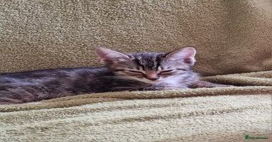 Mixed Breed cats - Advert 16