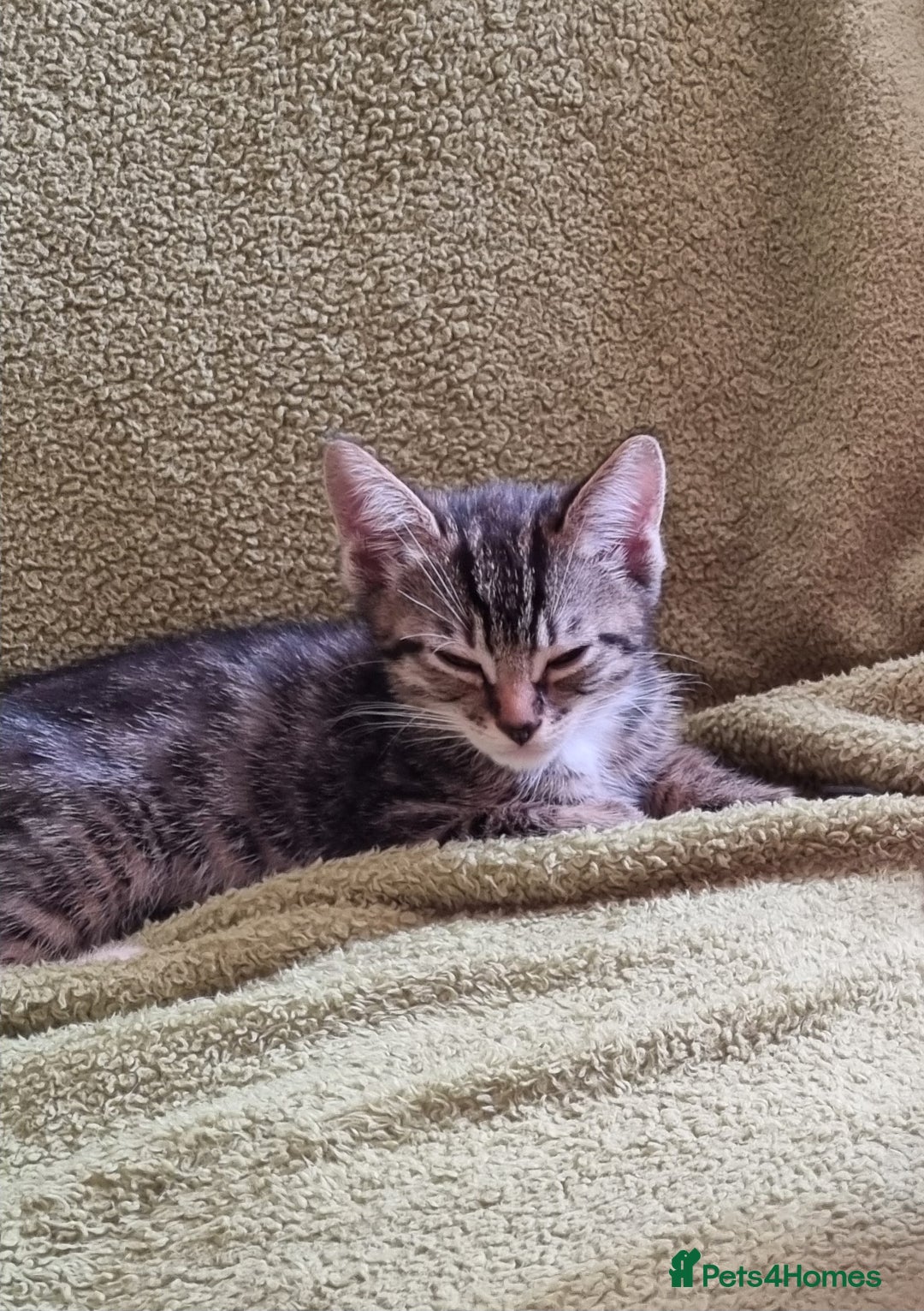 Mixed Breed cats for sale: Six beautiful short-haired tabby kittens. - Image 2
