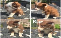 Border Collie dogs for sale: READY TO GO 2 LEFT KC Reg Red+White Border Collies - Image 6
