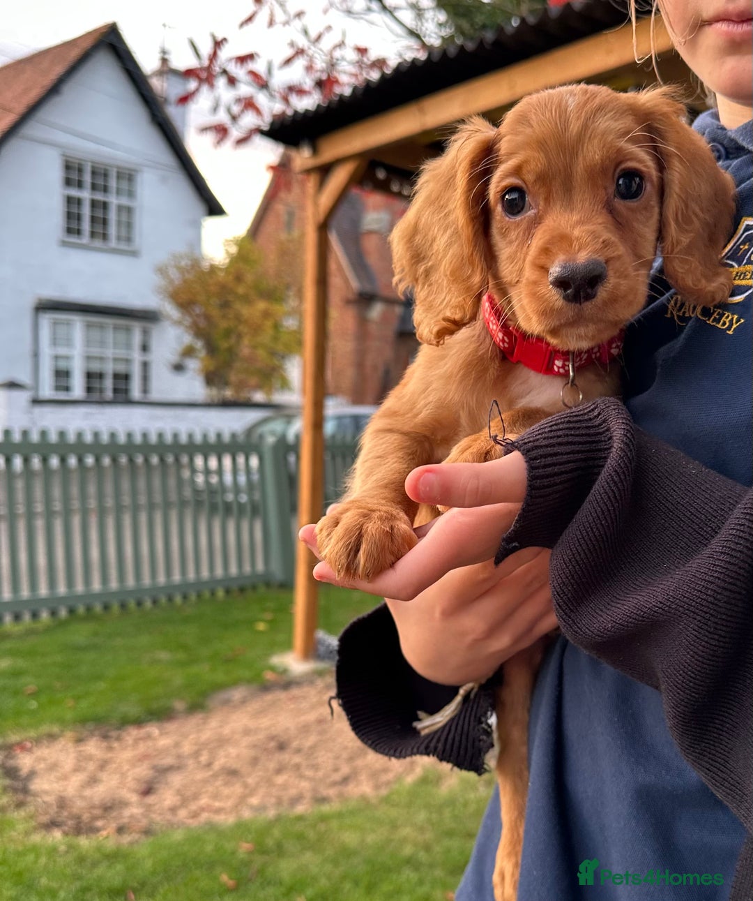 Cocker Spaniel dogs for sale: READY NOW KC cocker spaniel puppies  - Image 8