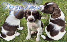 English Springer Spaniel dogs for sale: KC Reg. READY NOW. English Springer Spaniel 8 WKS - Image 10