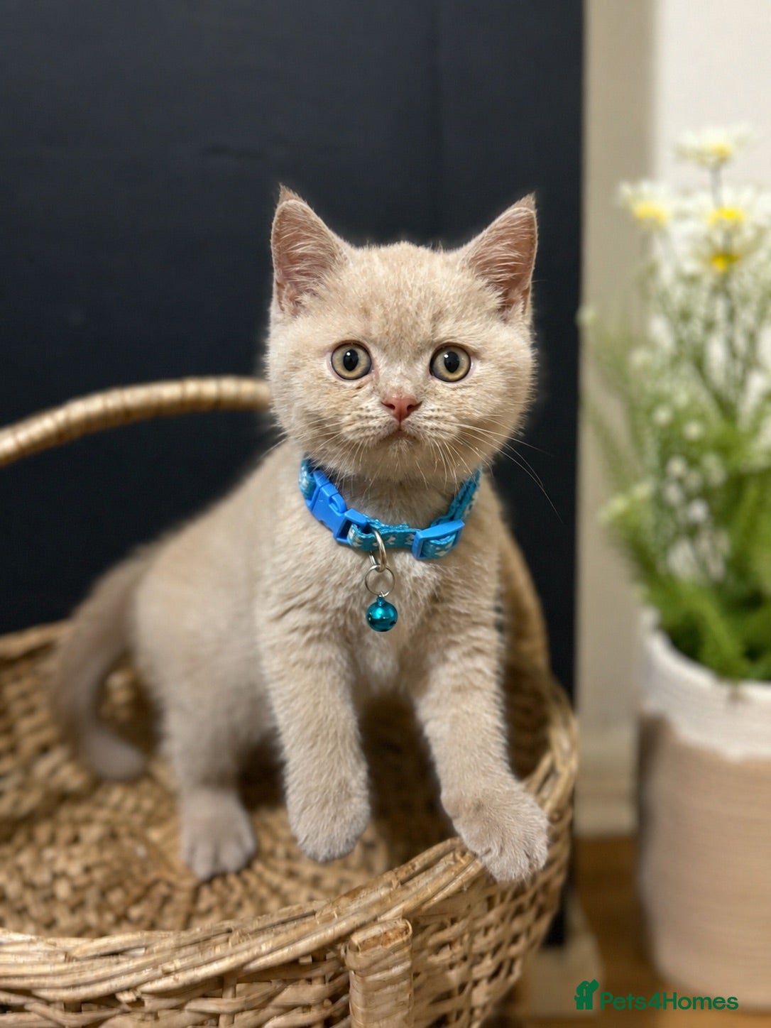 British Shorthair cats 💙💙Last boy left ready now 💙💙 - Advert 1