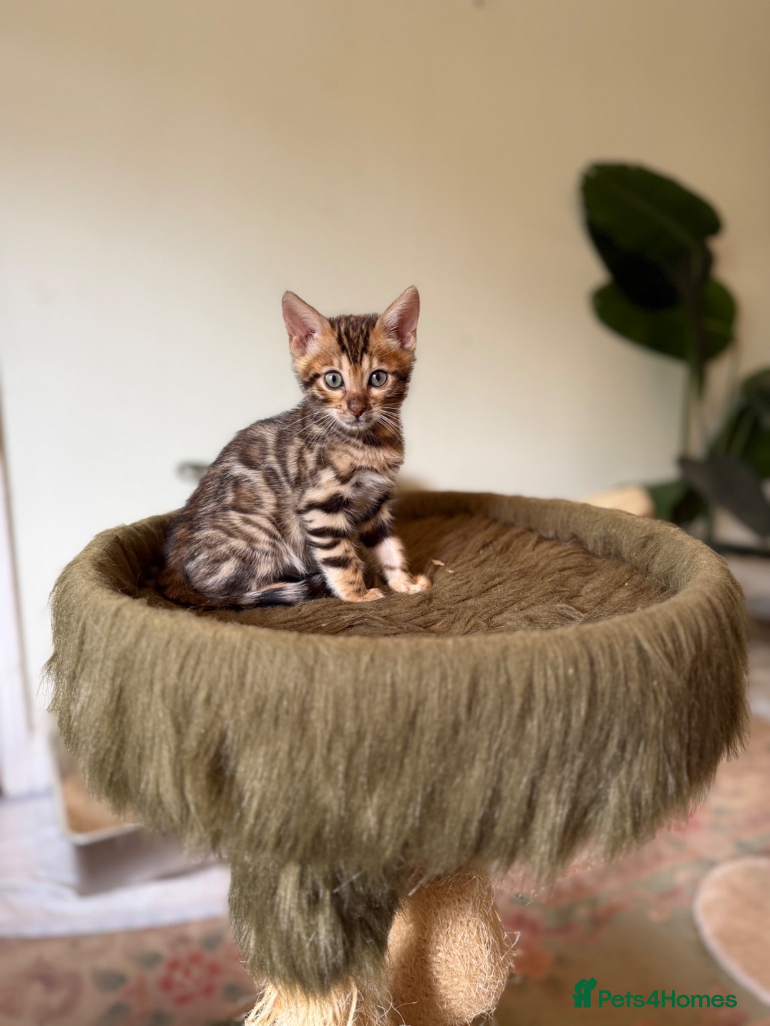 Bengal cats Last Boy Left! Brown Rosette Bengal Kitten! - Advert 1