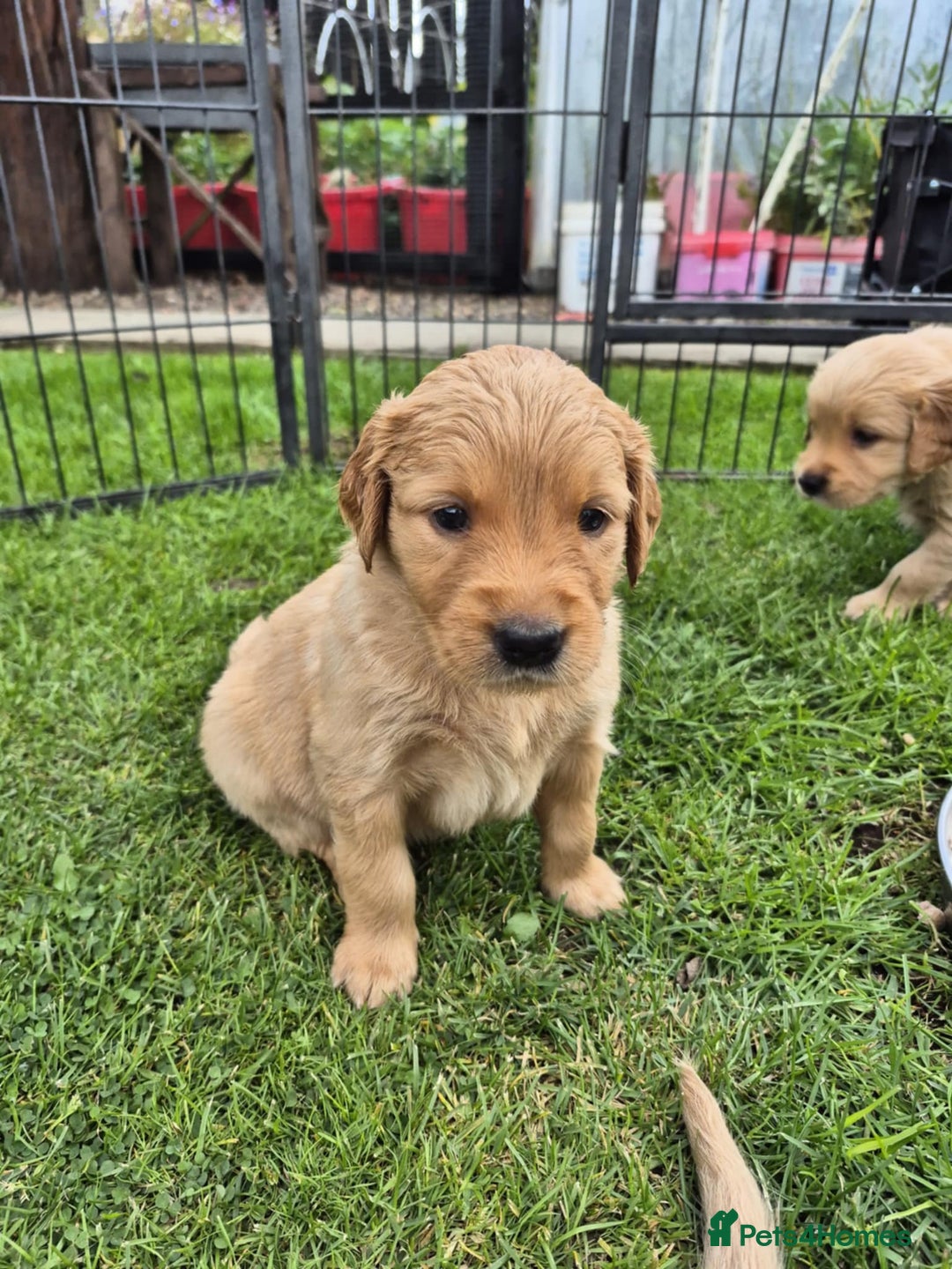 Golden Retriever dogs for sale: KC Registered Golden Retrievers - Image 10