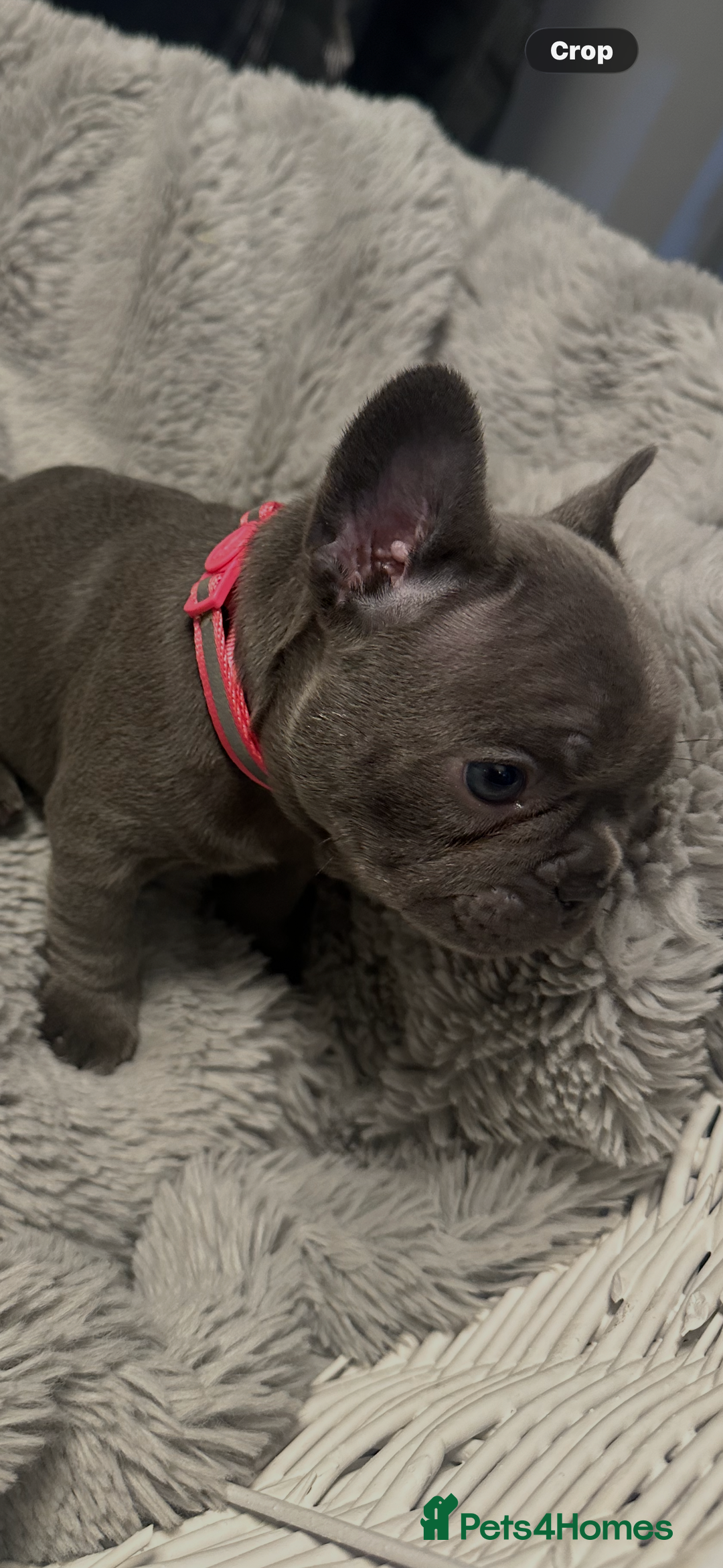 French Bulldog dogs for sale: Beautiful looking French bulldog puppies - Advert 7