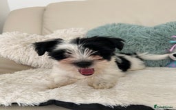 Biewer Terrier dogs for sale: ✨ Beautiful Biewer x Biro Terrier Puppies✨   - Image 16