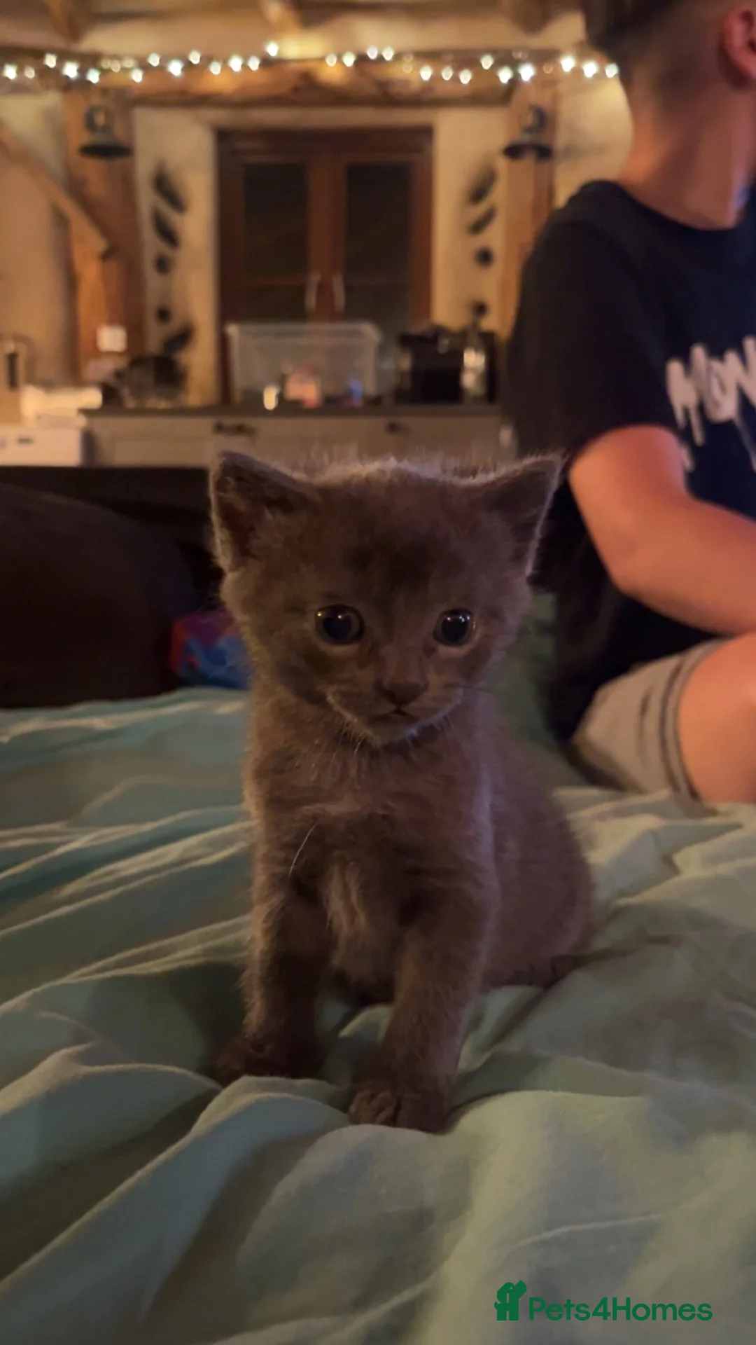 Mixed Breed cats for sale: Mother and son  - Advert 6