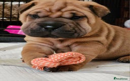 Shar Pei dogs for sale: Shar Pei puppies (READY TO GO NOW) - Image 6