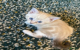 Ragdoll cats for sale: 3 cute boys ready for reservation 🐱 - Image 6