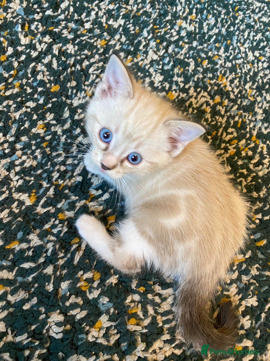 Ragdoll cats for sale: 3 cute boys ready for reservation 🐱 - Image 6