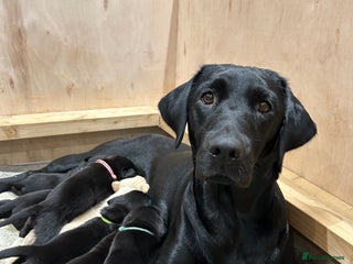 Labrador Retriever dogs 5th Gen KC Outstanding Labrador Retriever Pups - Advert 14