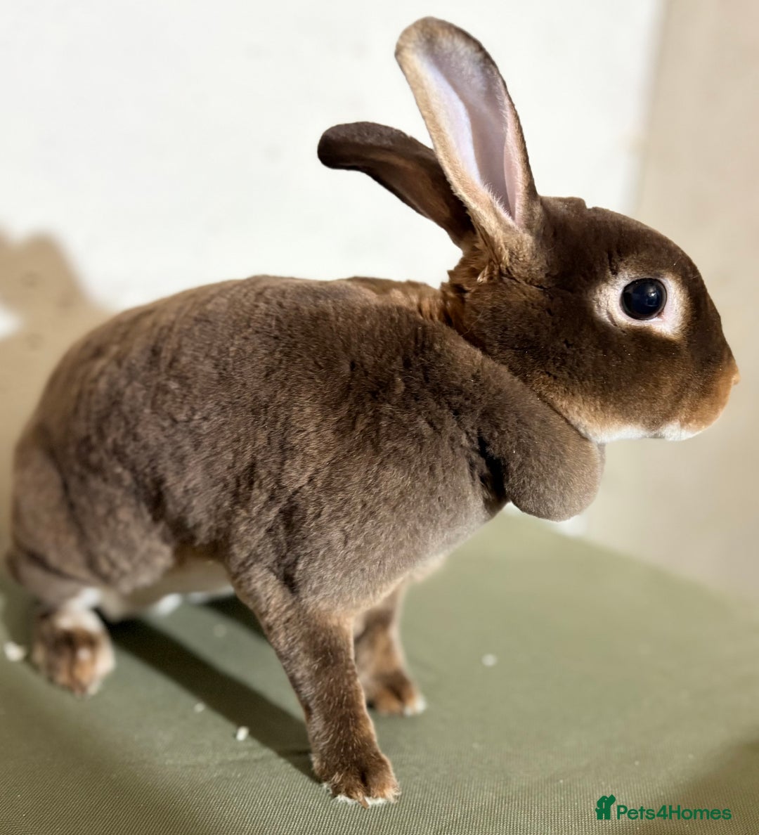 Rex rabbits for sale: Two mini rex - Image 3