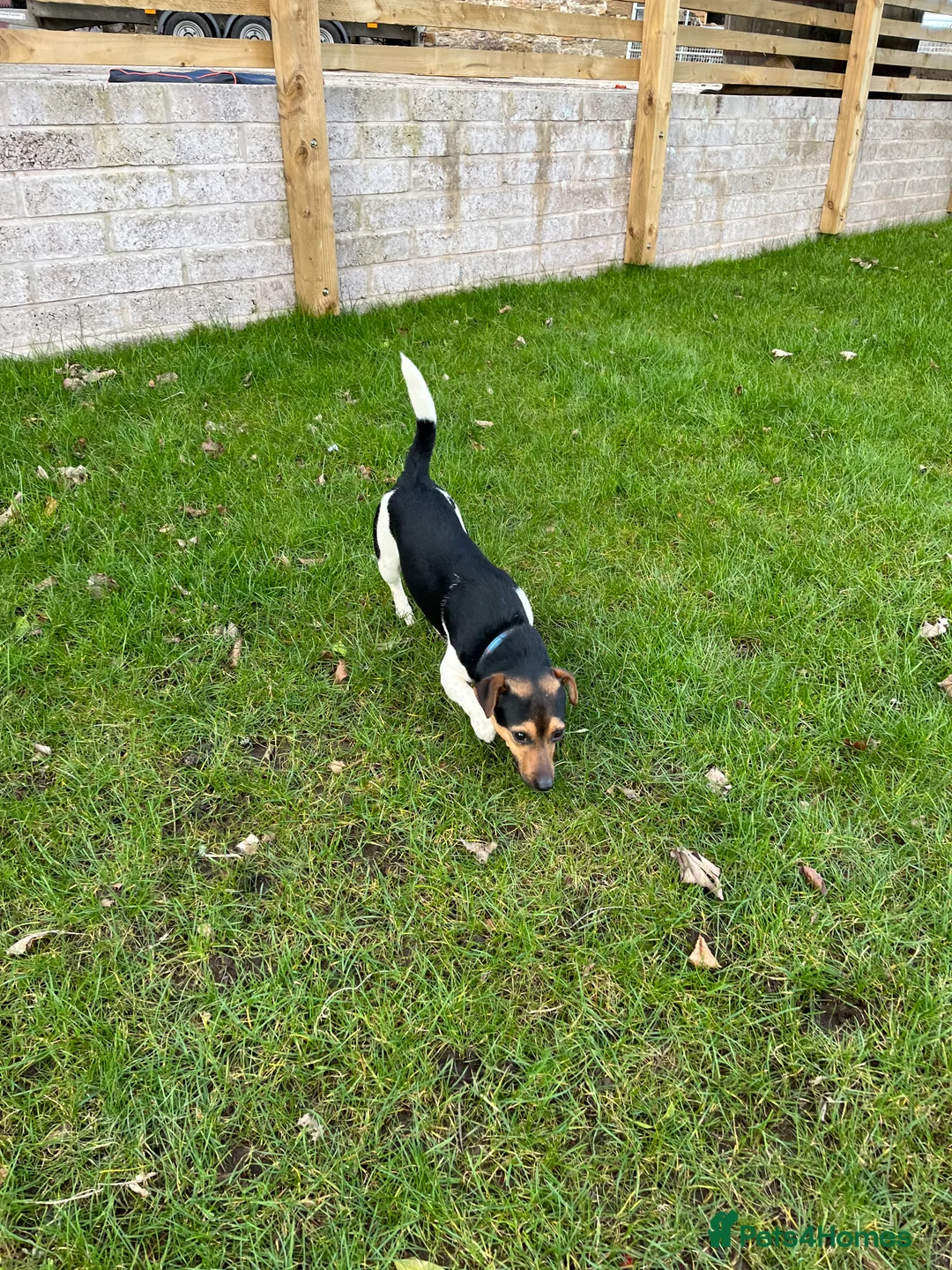 Jack Russell dogs for stud: Proven Jack Russell for stud (DNA tested) in Lanark - Advert 2