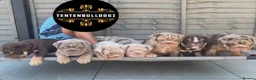 English Bulldog dogs for stud: * Choc n tan Merle STUD - PROVEN! (MR MAGOO) - Advert 2