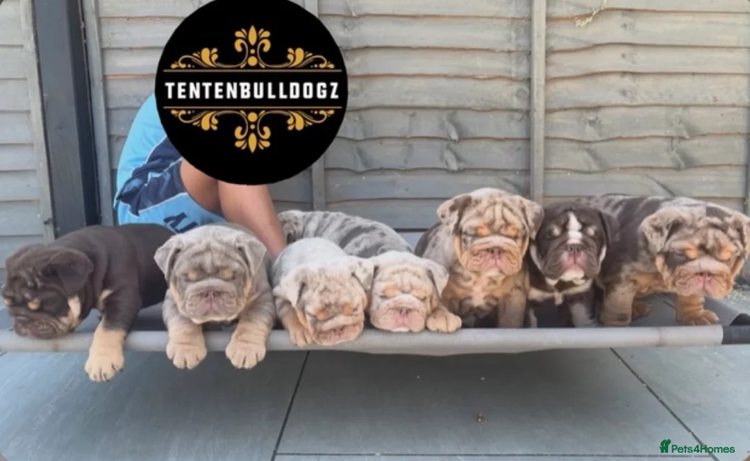 English Bulldog dogs for stud: * Choc n tan Merle STUD - PROVEN! (MR MAGOO) - Advert 2