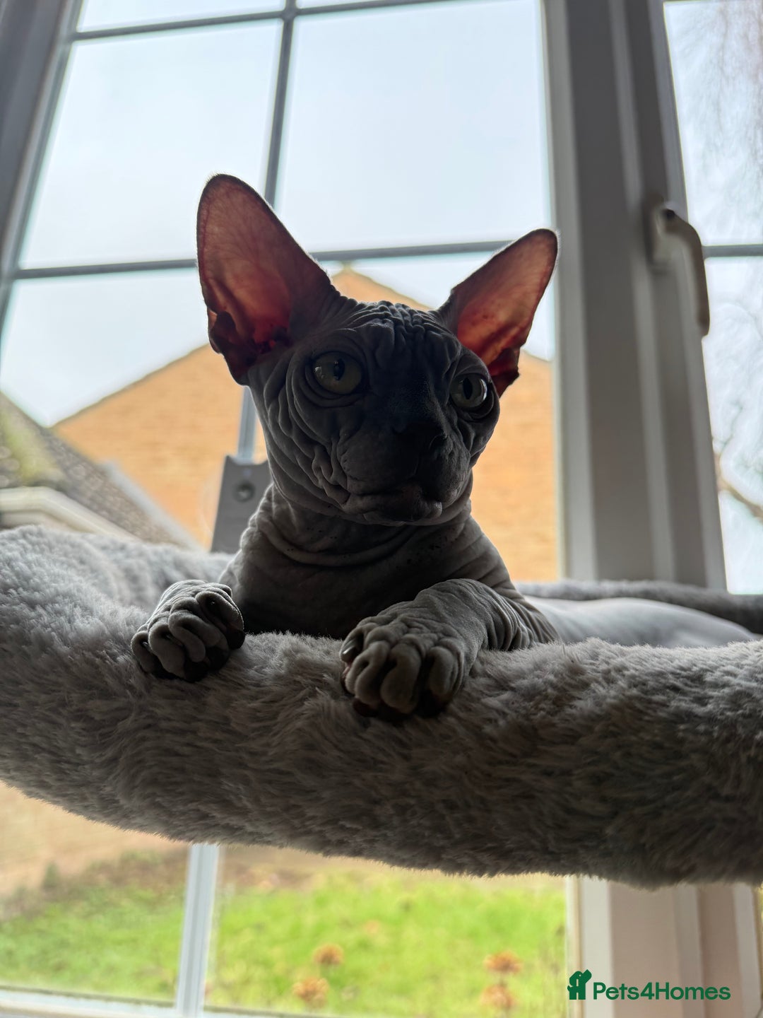 Sphynx cats for sale: Blue Wrinkles Boy - Advert 5