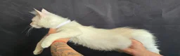 Maine Coon cats for sale: Ready now-Tica Maine Coon Kittens  - Advert 2