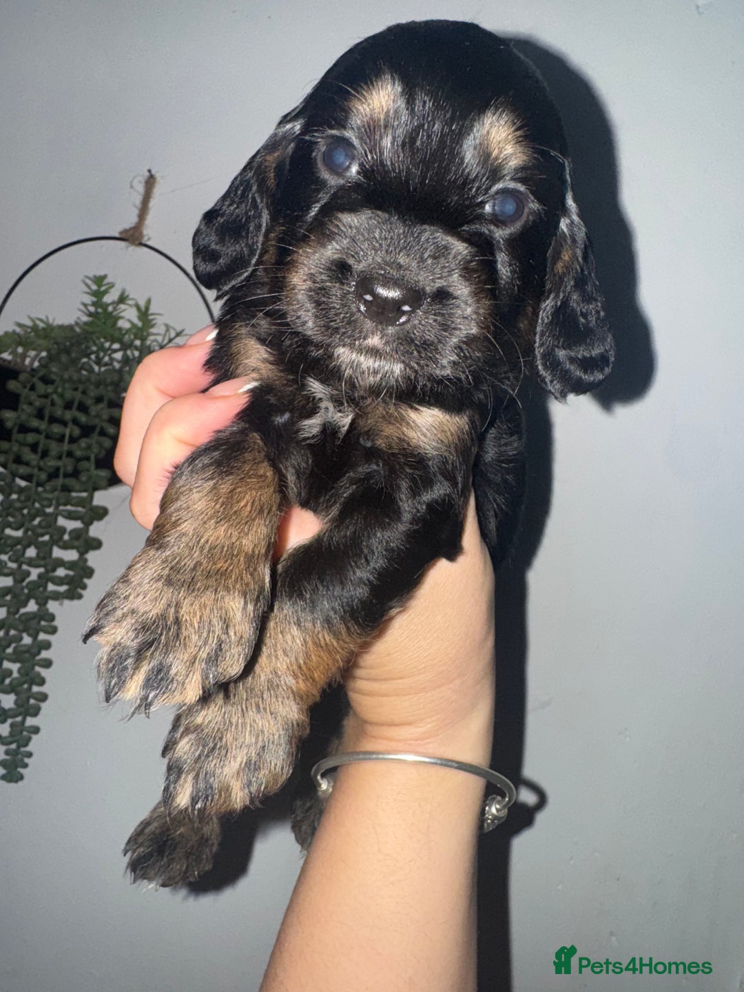 Cocker Spaniel dogs for sale: Beautiful cocker spaniels  - Image 10