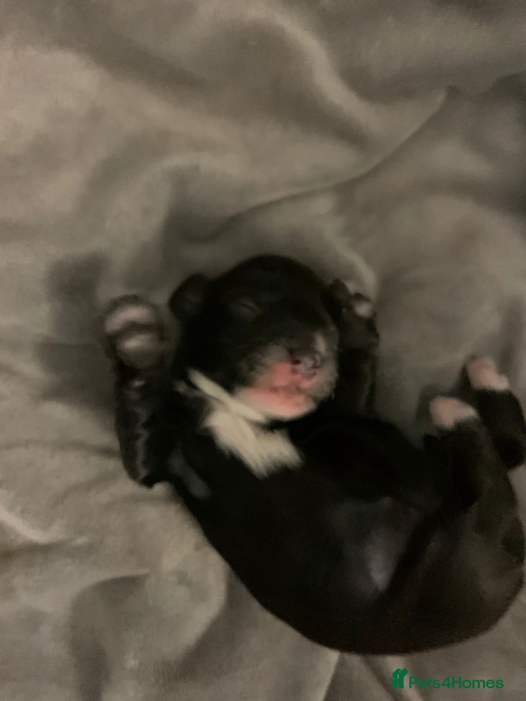 Mixed Breed dogs for sale: Doxiepoos adorable  - Image 4