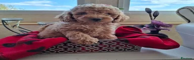 Cavapoo 2