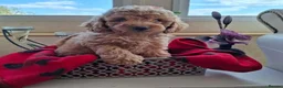 Cavapoo dogs for sale: Adventure Starts With Four Little Paws in Norwich - Advert 5