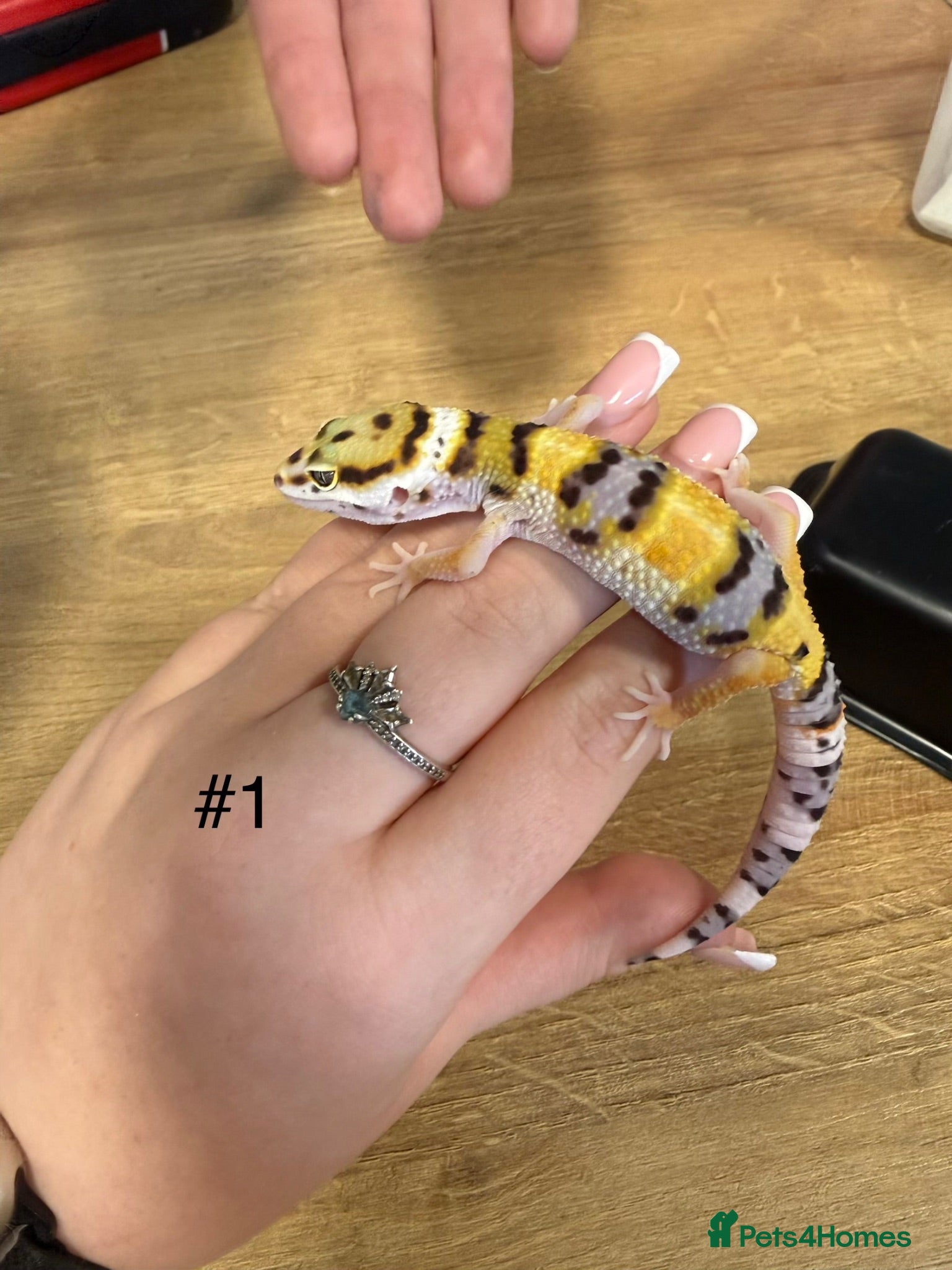 Leopard Gecko reptiles Baby leopard geckos - Advert 15