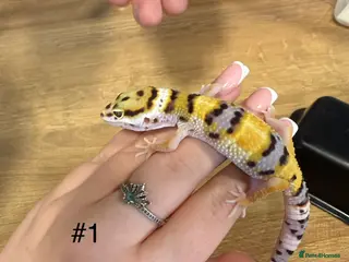 Leopard Gecko reptiles Baby leopard geckos - Advert 1