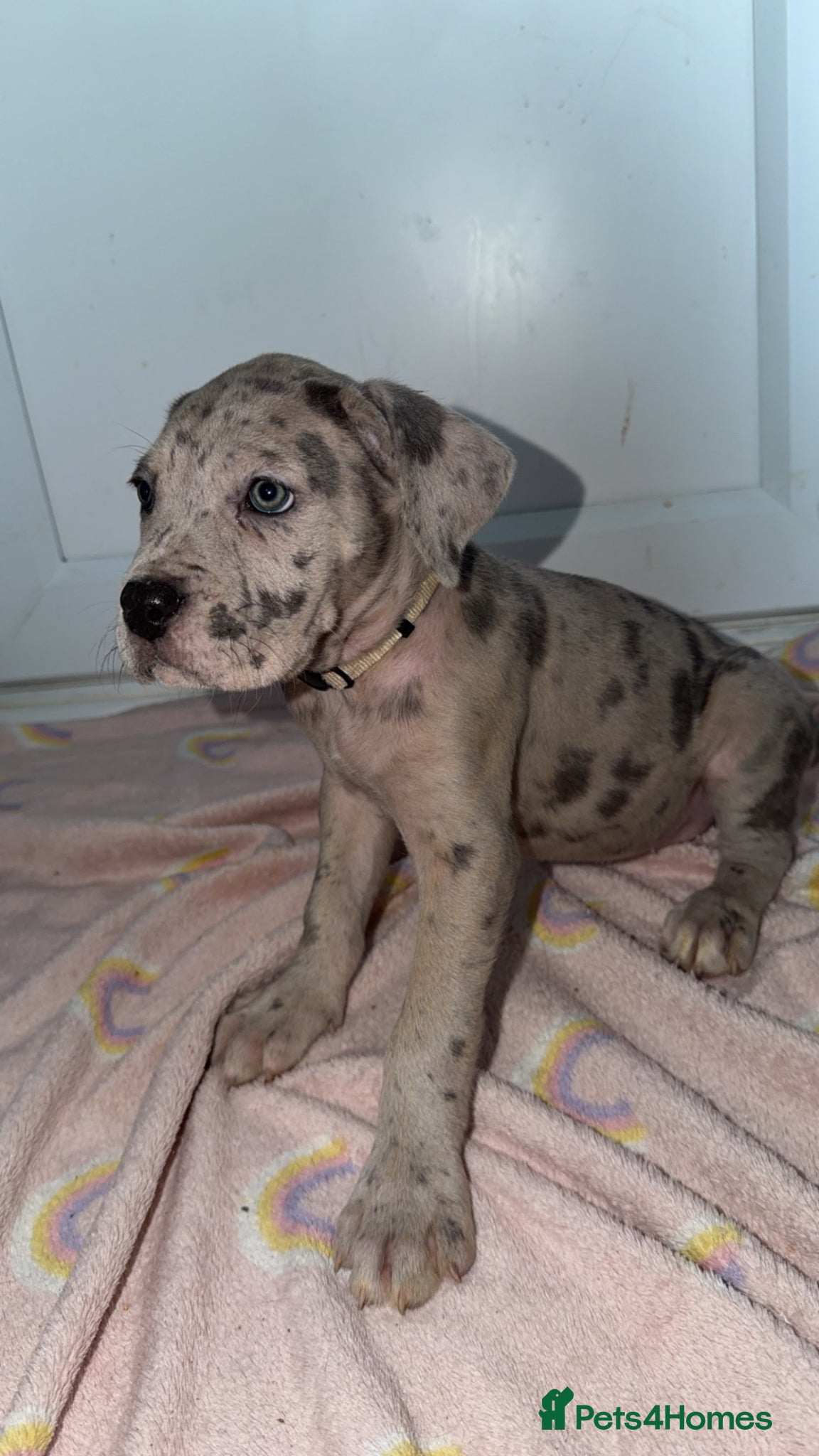 Cane Corso dogs STUNNING CANE CORSO PUPPY - Advert 5