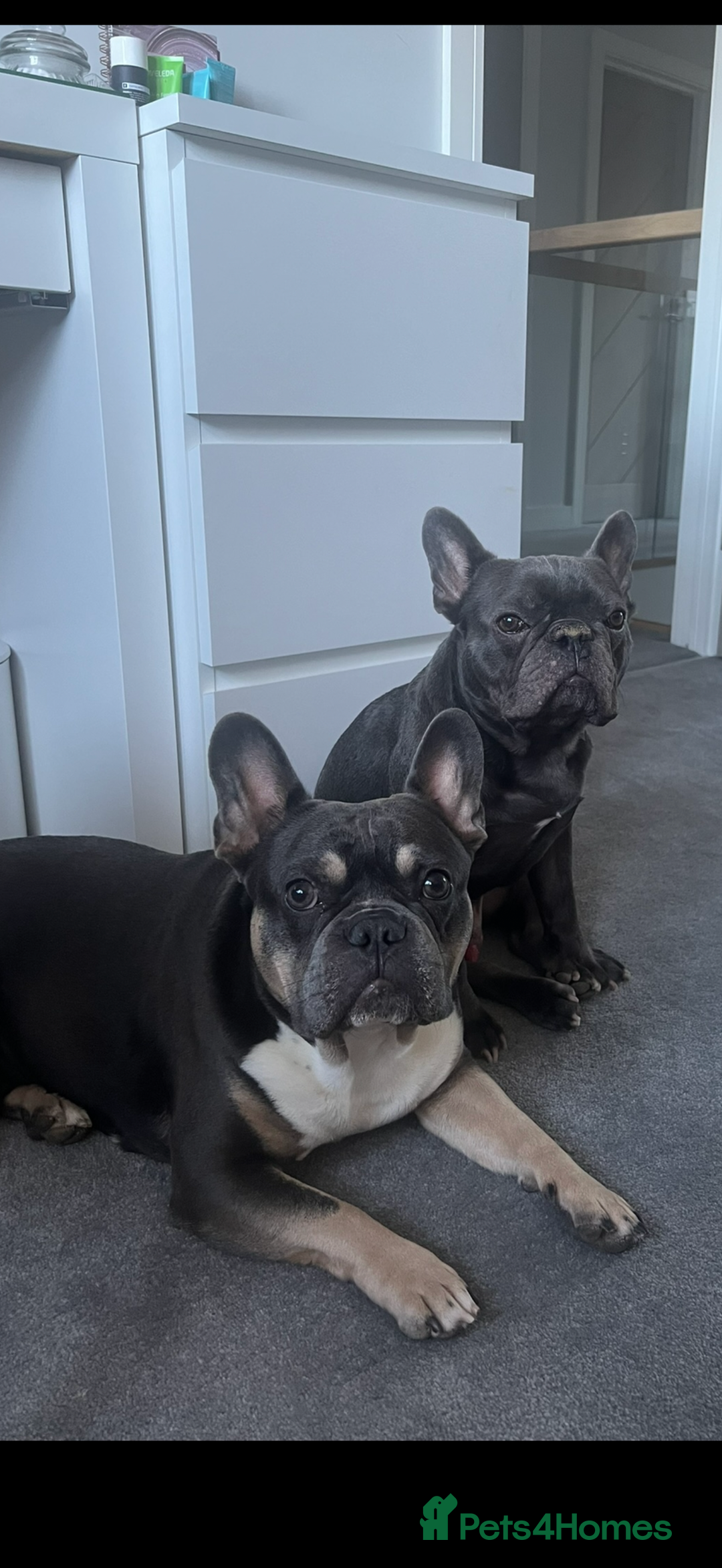 French Bulldog dogs for sale: Pablo, 6 and Hugo, 5  - Advert 3