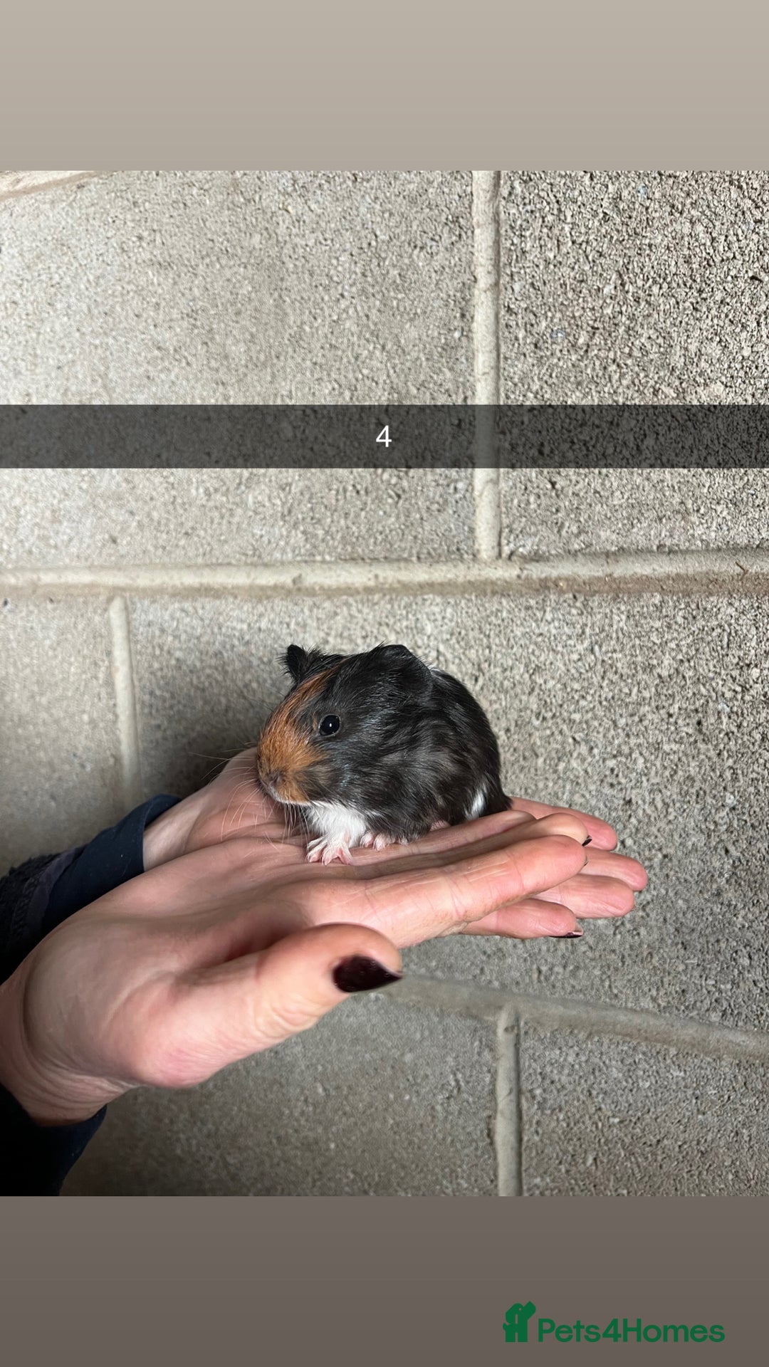 Guinea Pig rodents for sale: The perfect Christmas guinea pig!  - Advert 10