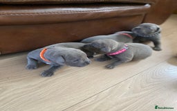 Staffordshire Bull Terrier dogs for sale: solid blues - Image 2