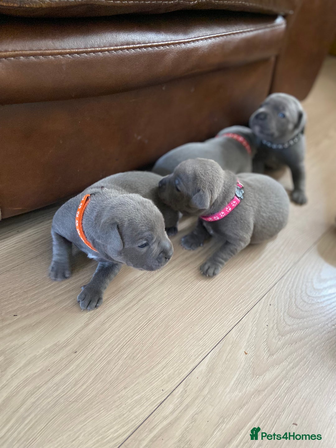 Staffordshire Bull Terrier dogs for sale: solid blues - Image 2