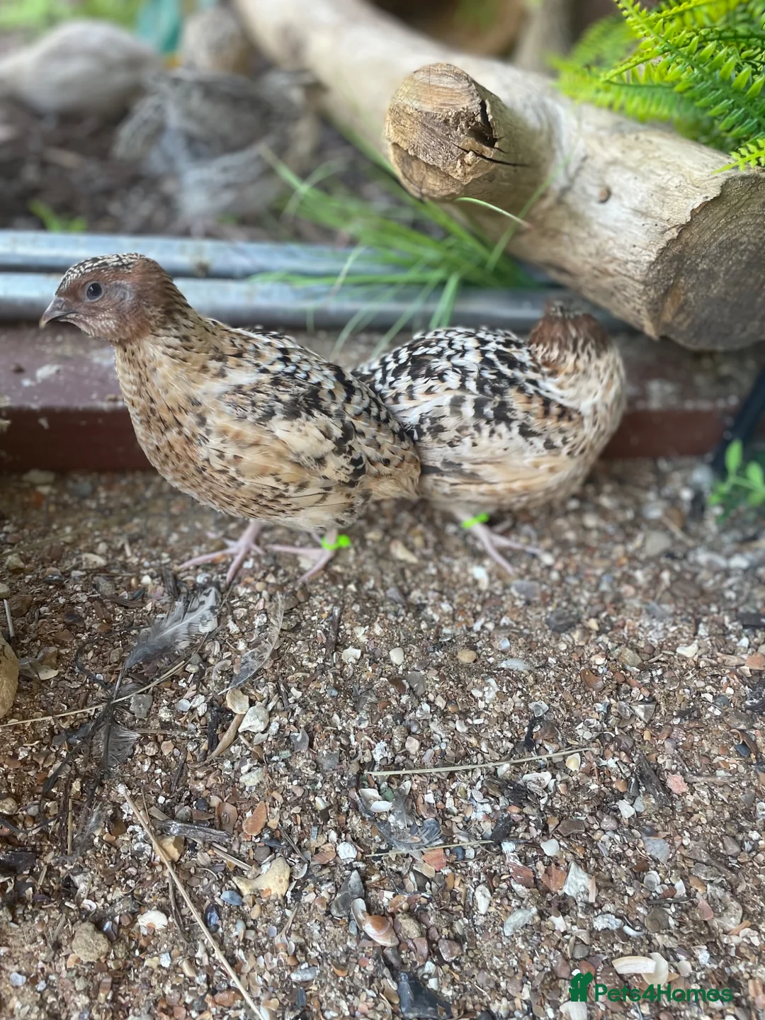 Quail poultry for sale: Male quail 5 weeks old - Advert 2