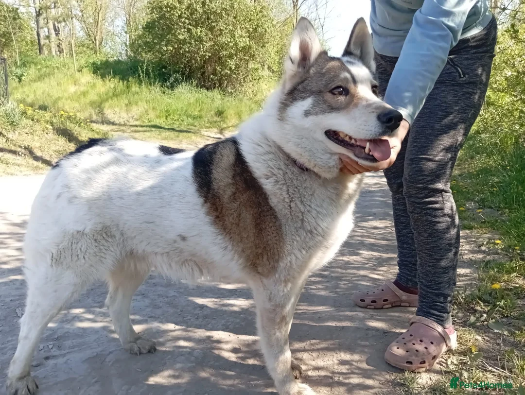 Mixed Breed dogs for adoption: ❤️🐶 APRIL – ONE IN A MILLION in Burton-on-Trent - Advert 2