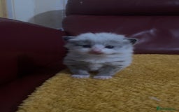 Mixed Breed cats for sale: Beautiful male kitten for sale - Image 10