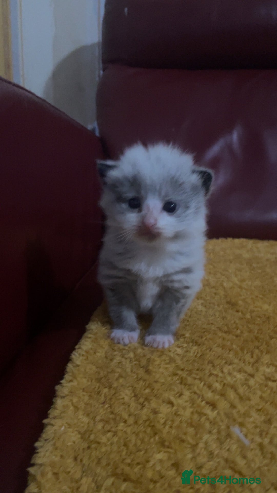 Mixed Breed cats for sale: Beautiful male kitten for sale - Image 10