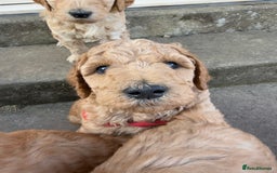 Irish Doodle dogs for sale: 6 beautiful F1b Irish Doodle puppies ❤️🐶 - Image 5