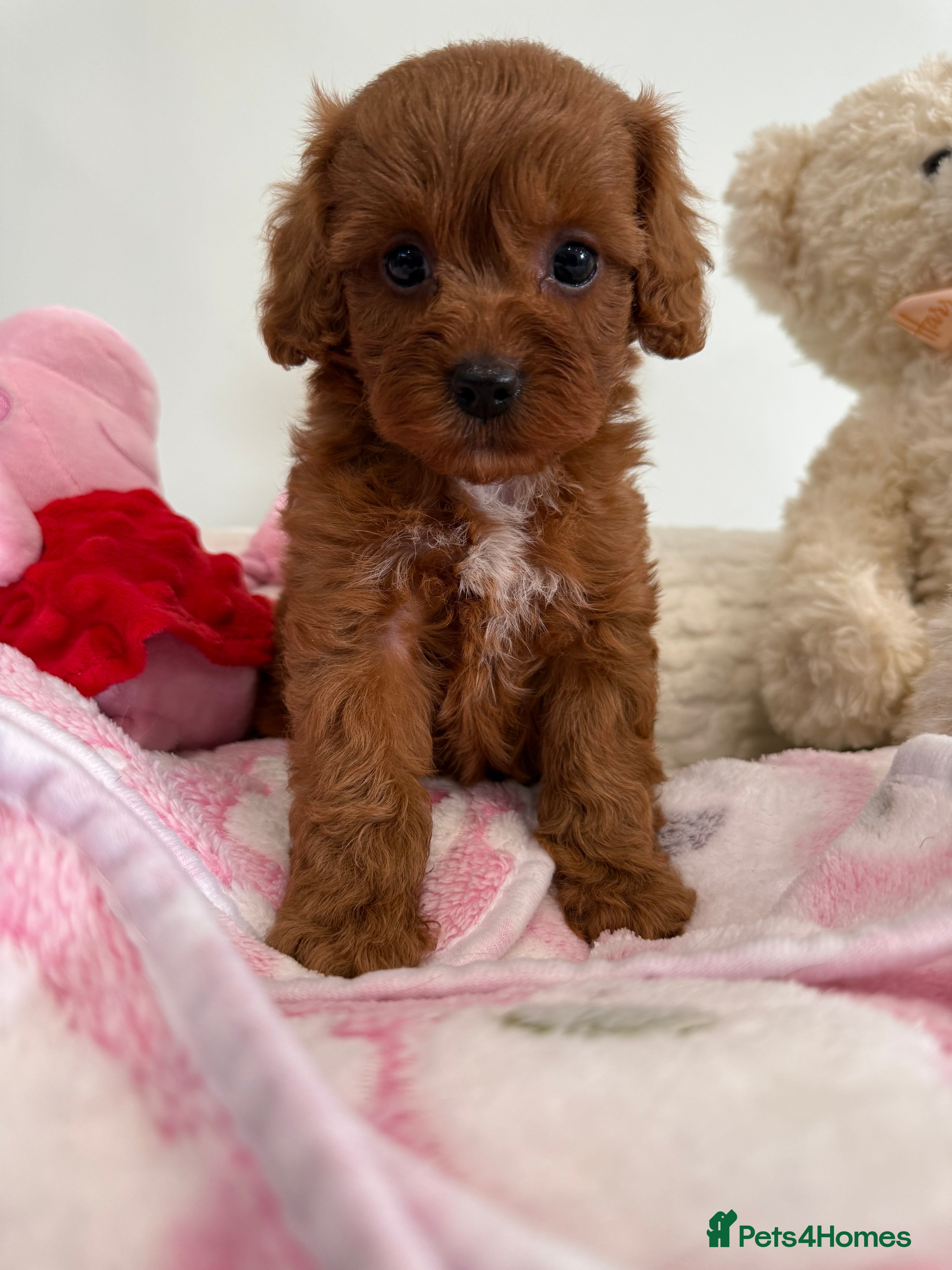 Cavapoo dogs Beautiful little girl.F1b fully DNA & health clear - Advert 1