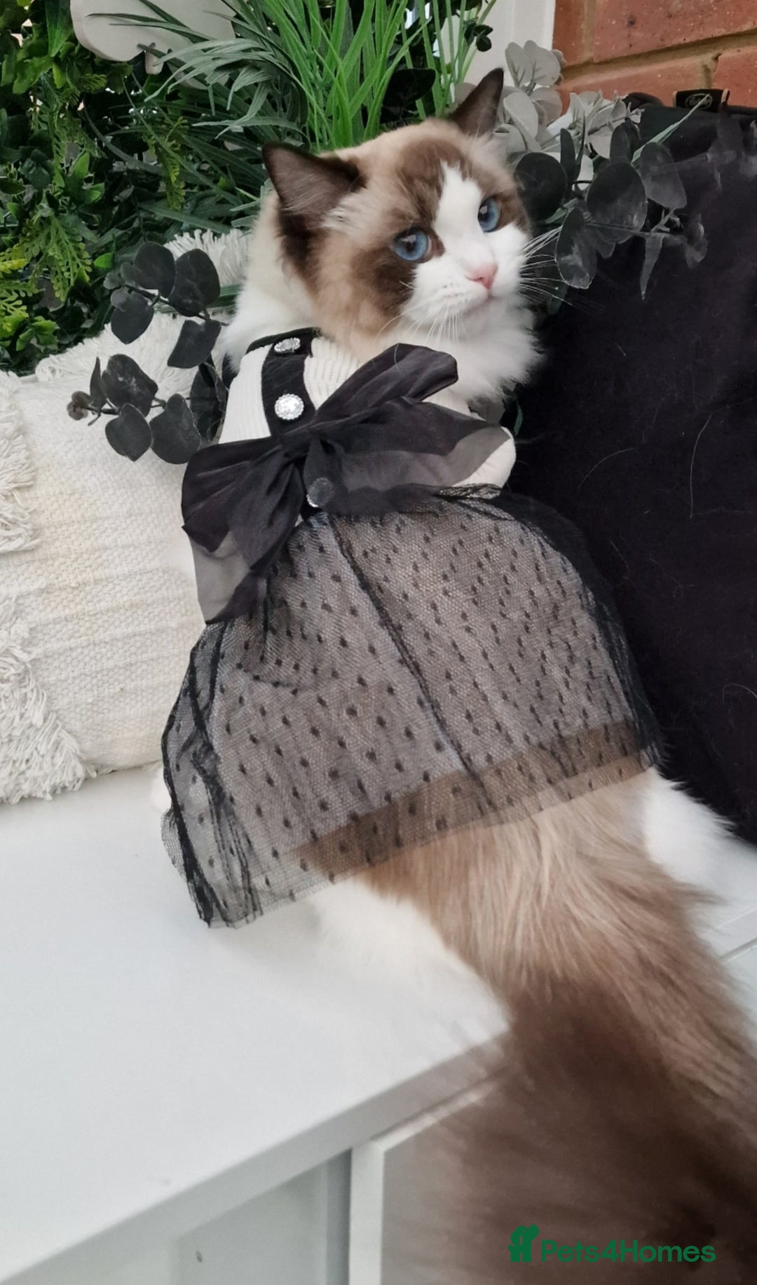 Ragdoll cats for sale: 🩷✨️NEW WAITING LIST Exclusive cute Kittens✨️🩷🏆 - Advert 18