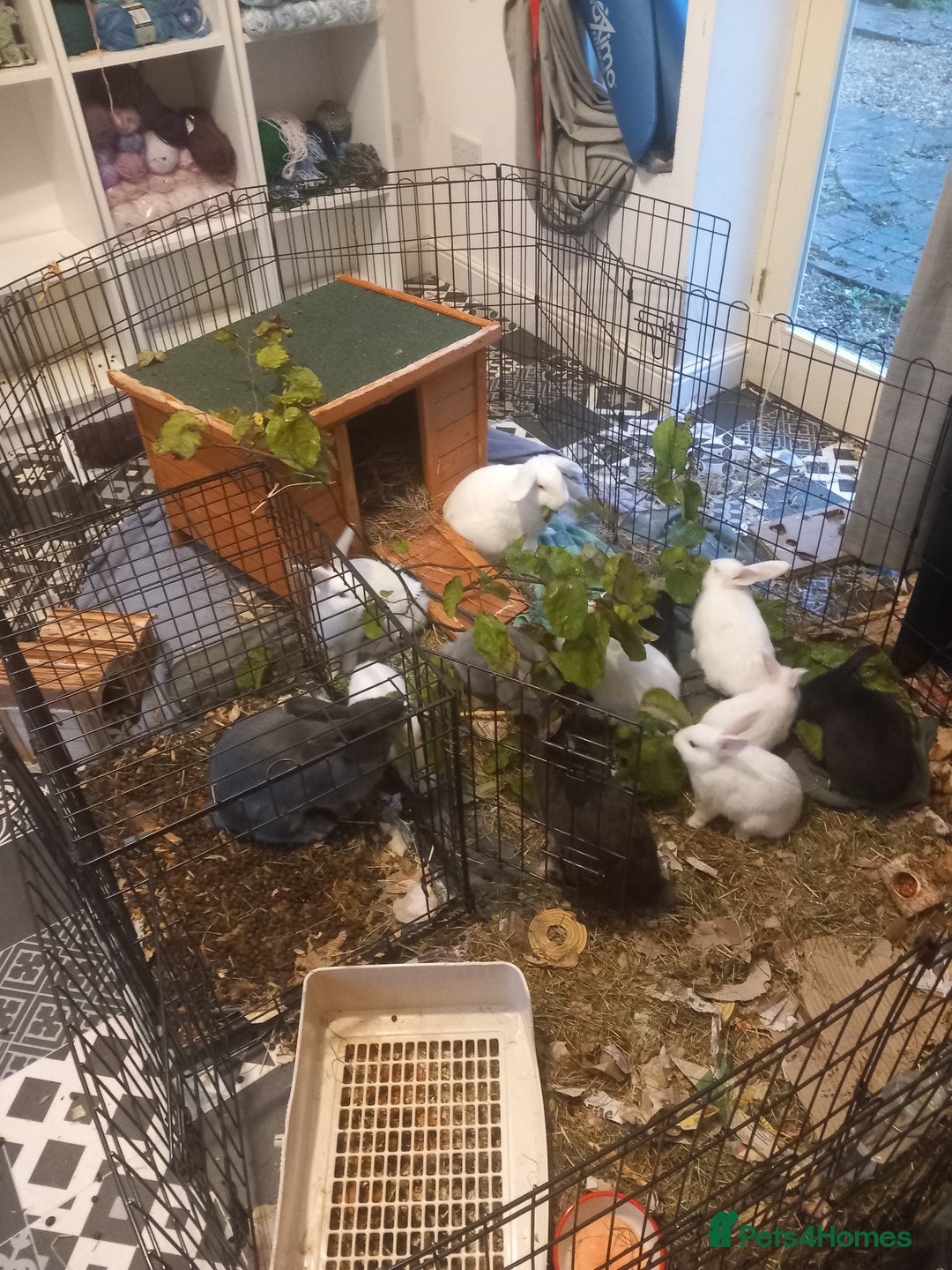Mini Lop rabbits for sale: 9 Mixed Mini Lop Bunnies for sale - Image 4