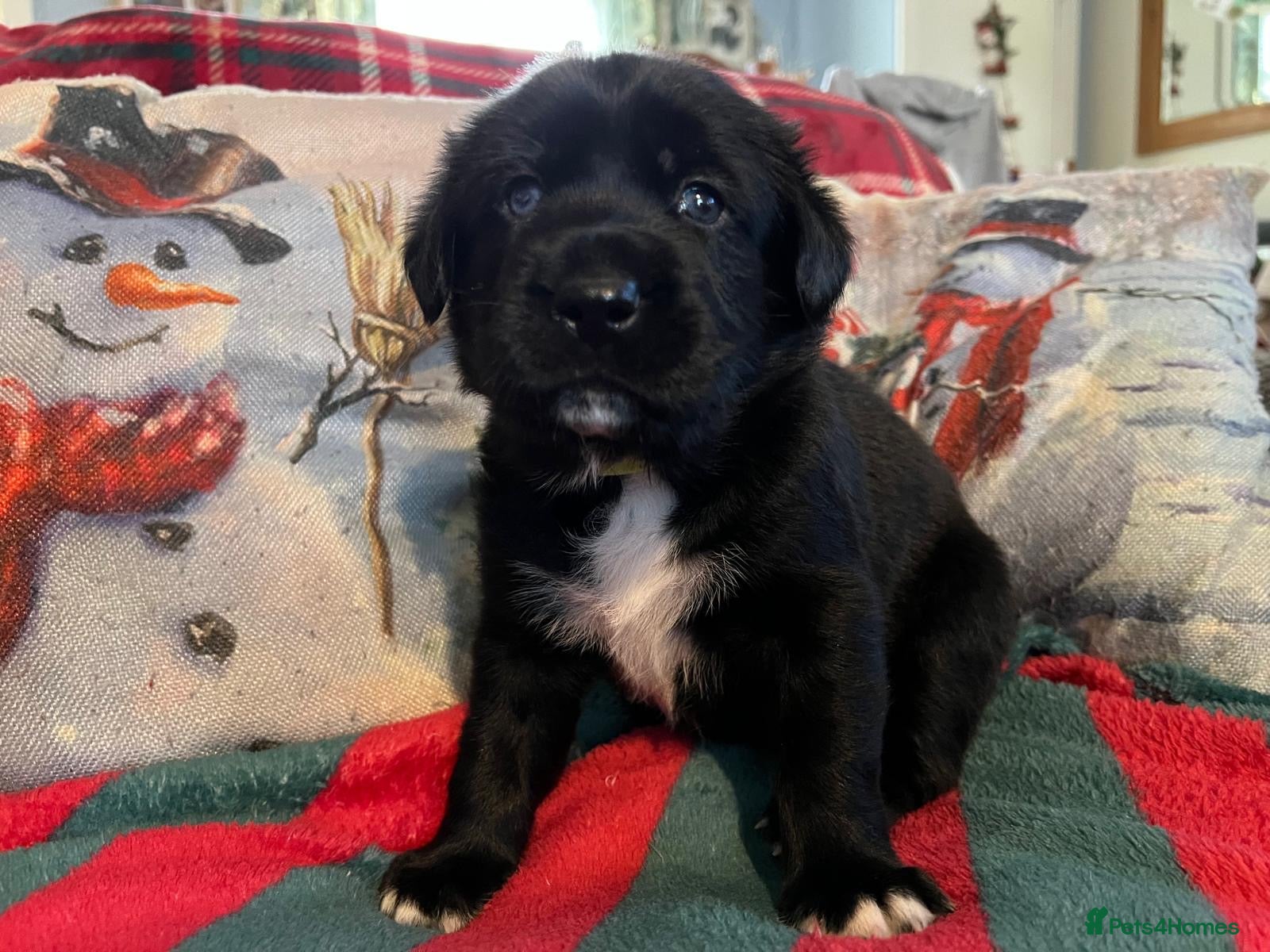 Mixed Breed dogs English Springer Spaniel X Husky UPDATE PICS+ INFO - Advert 18