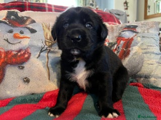 Mixed Breed dogs English Springer Spaniel X Husky UPDATE PICS+ INFO - Advert 18