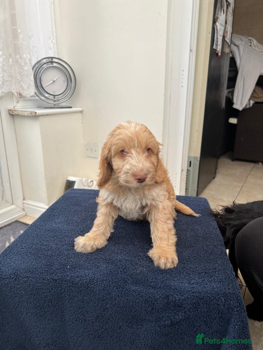 Cockapoo dogs for sale: 8 cockapoo - Image 2