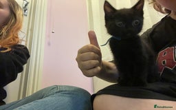 Mixed Breed cats for sale: 2 male kittens for sale  - Image 1