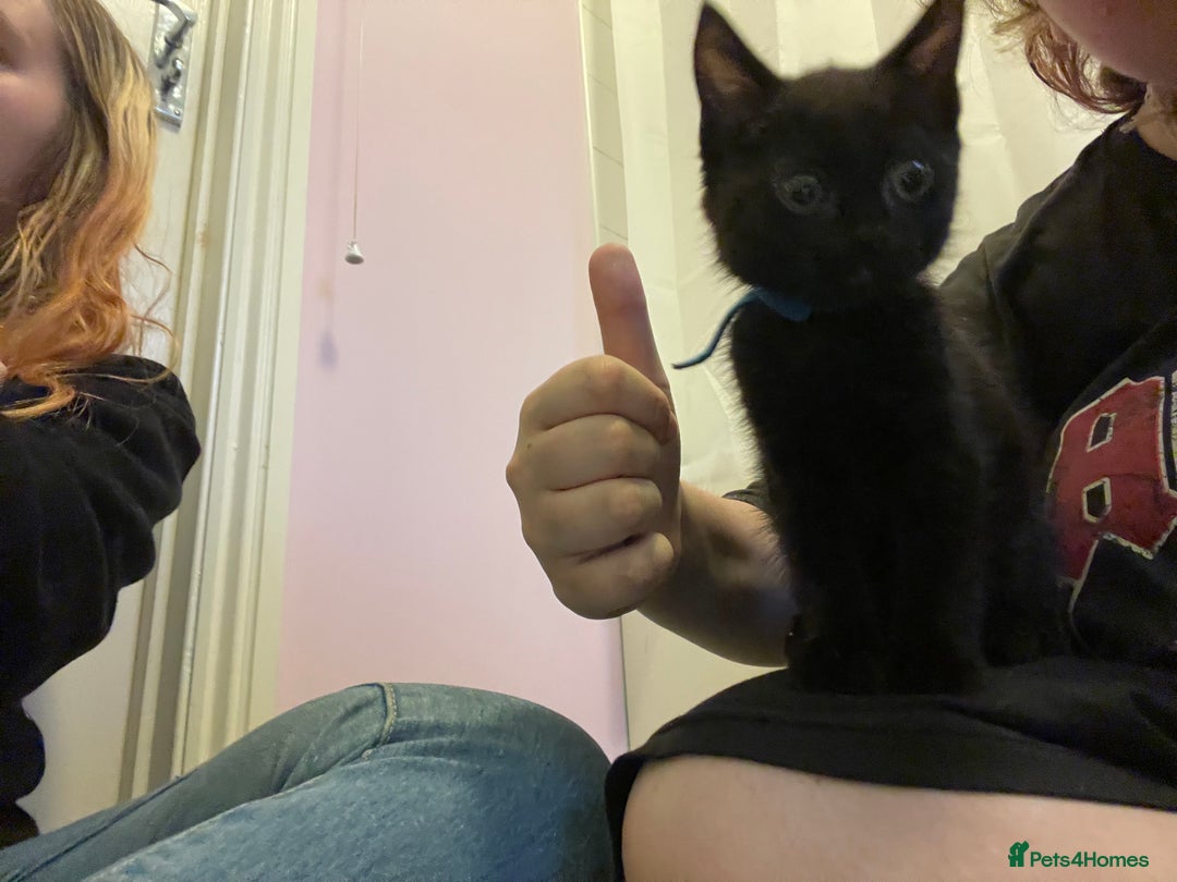 Mixed Breed cats for sale: 2 male kittens for sale  - Image 1