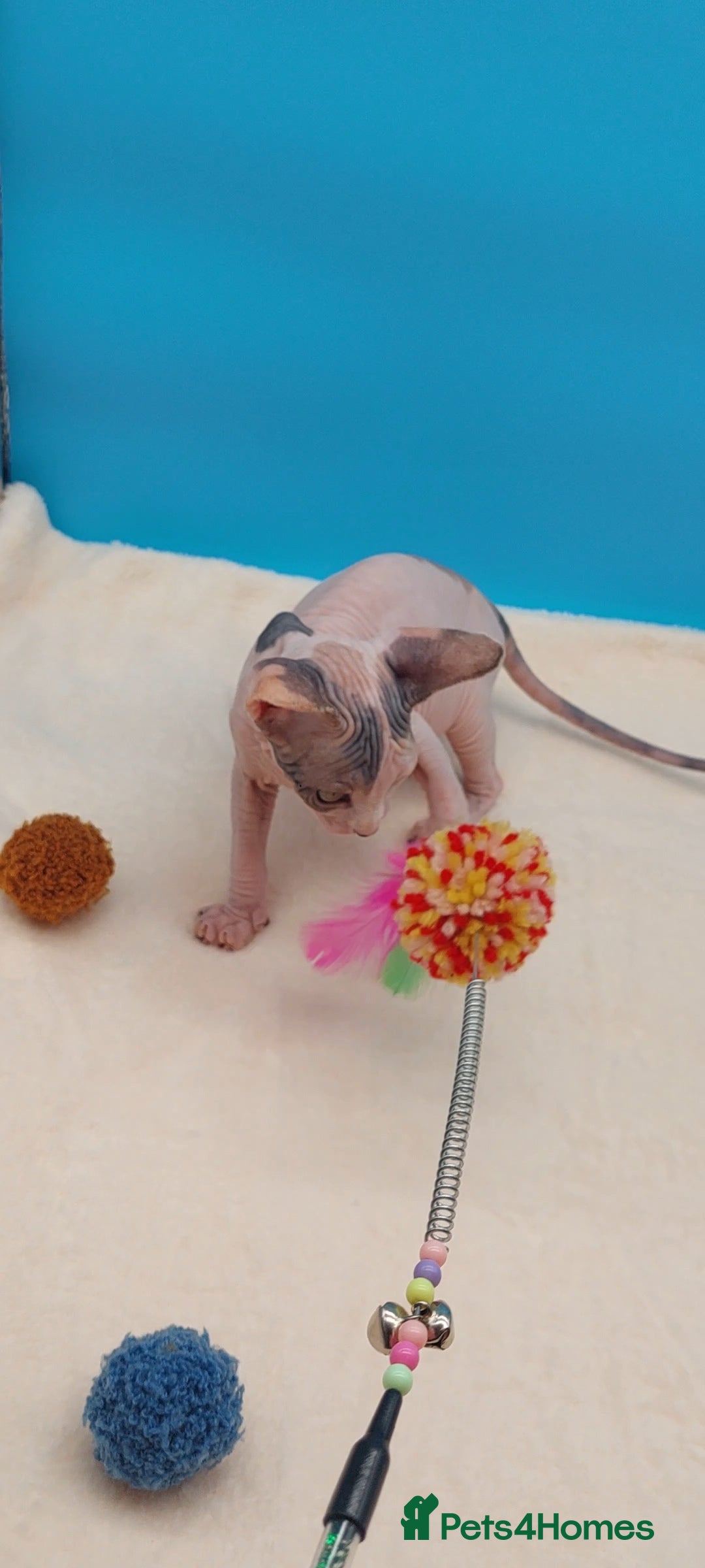 Sphynx cats for sale: Sphynx Kittens – Males & Female – International ✅ - Advert 25